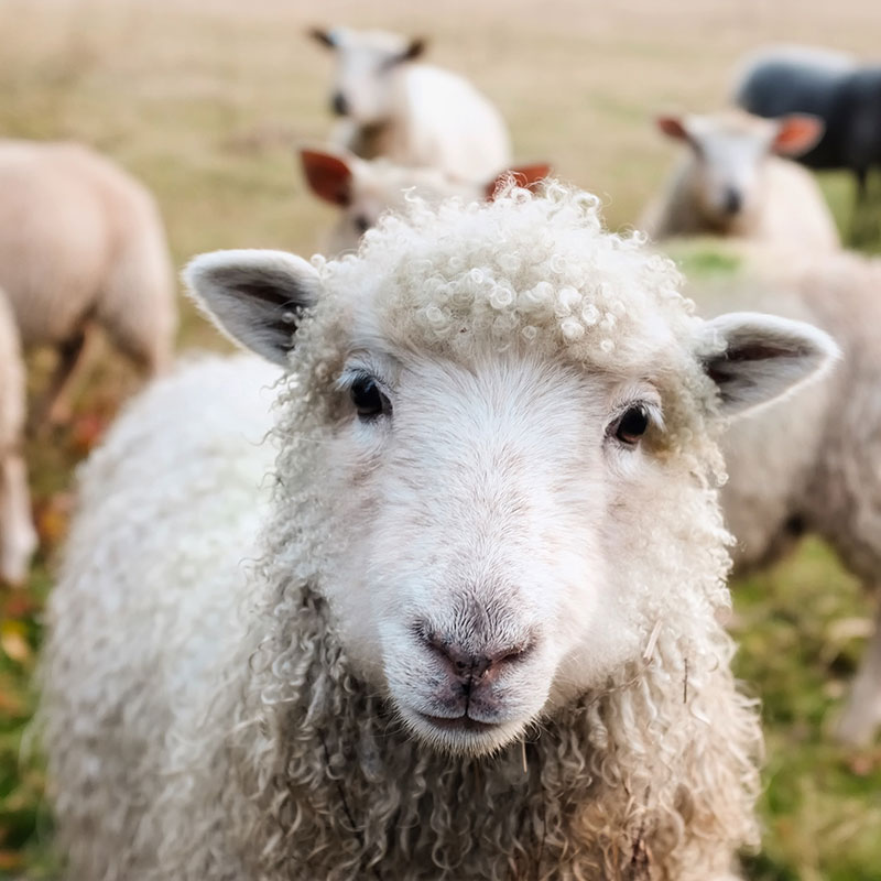 Zusatzstoffe und Spezialprodukte für Tierfutter